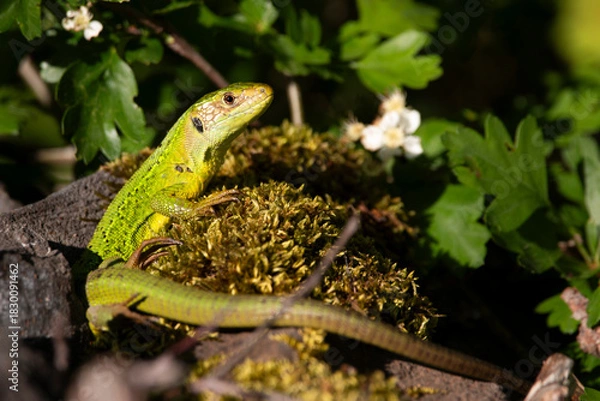 Obraz Emerald Guardian 