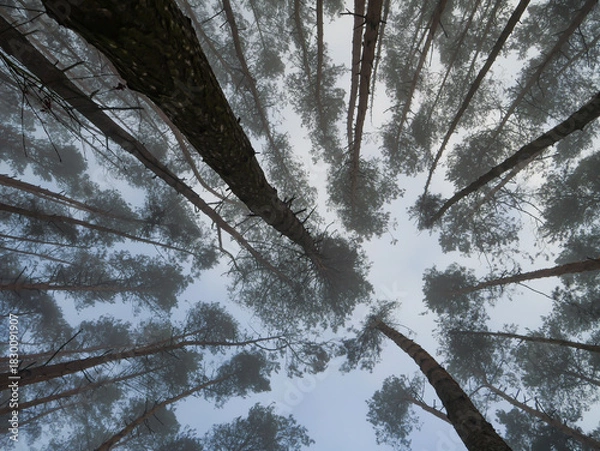 Obraz Upward view of tall pine trees disappearing into the fog. Atmospheric forest perspective creating depth, symmetry, and peaceful natural abstraction