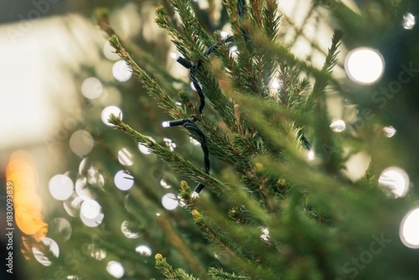 Fototapeta Close-up of a Christmas tree decorated with string lights, featuring soft bokeh illumination and green pine branches