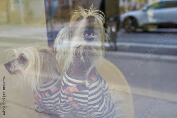 Fototapeta Two small dogs wearing matching striped clothes sit behind a glass window, creating a cute indoor scene with reflections from the street outside.