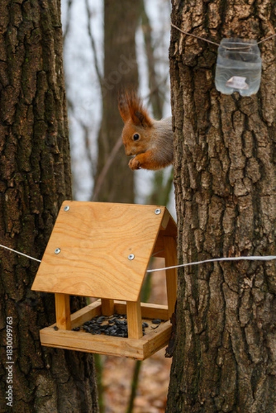 Fototapeta Squirrel enjoys a snack at a wooden feeder in the tranquil woods