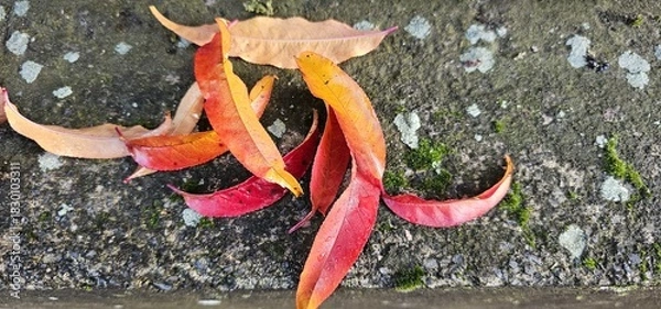 Fototapeta Yellow and red autumn leaves on blurred background in November 2025