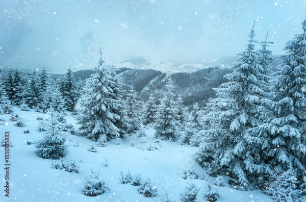 Obraz Snowy winter forest landscape with falling snowflakes in mountains