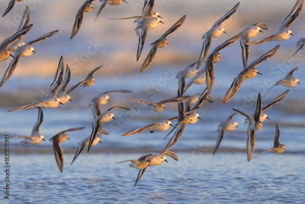 Obraz A flock of sanderlings (Calidris alba) and other sandpipers approaching the Gulf of America coast at the evening, during the winter migration, Galveston, Texas, USA.