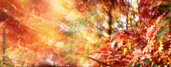 Fototapeta Beautiful colorful leaves on tree in forest lit by sun rays