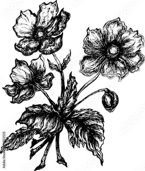 Fototapeta Hand drawn Antique botanical anemone floral etching.Vintage anemone botanical illustration with detailed line art, textured petals, leaves, and stems in classic engraving style