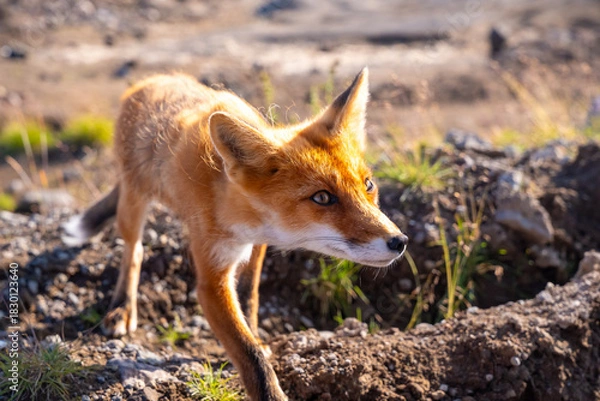 Obraz Curious red fox exploring rocky terrain in sunlit natural habitat, featuring vivid orange fur and alert eyes, captured during golden hour with rocky background