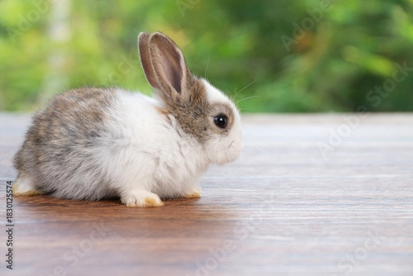 Obraz Adorable spotted baby rabbit sitting side view on wooden floor with natural green bokeh background. Fluffy bunny pet portrait with copy space for Easter and spring season concept.