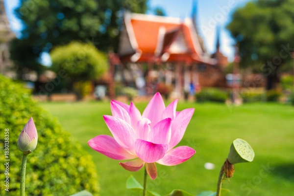 Obraz アユタヤのお寺に咲く蓮の花