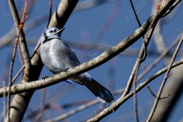 Fototapeta Closeup of a blue jay perched in a bare tree.