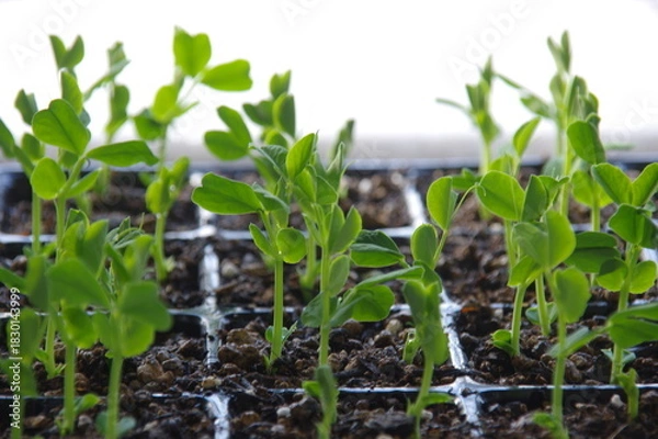 Obraz エンドウ豆の発芽　グリンピースの発芽　豆類の発芽