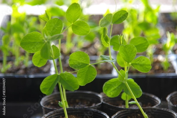 Obraz エンドウ豆の発芽　グリンピースの発芽　豆類の発芽
