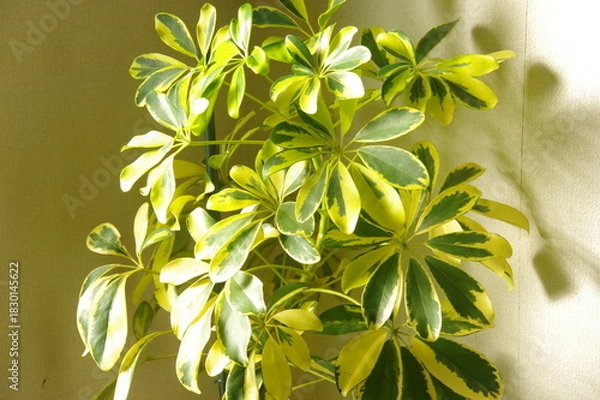 Obraz カポック　観葉植物