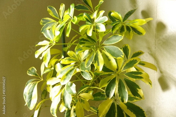 Obraz カポック　観葉植物