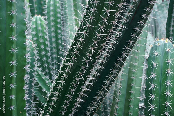 Obraz big cactus tree in garden