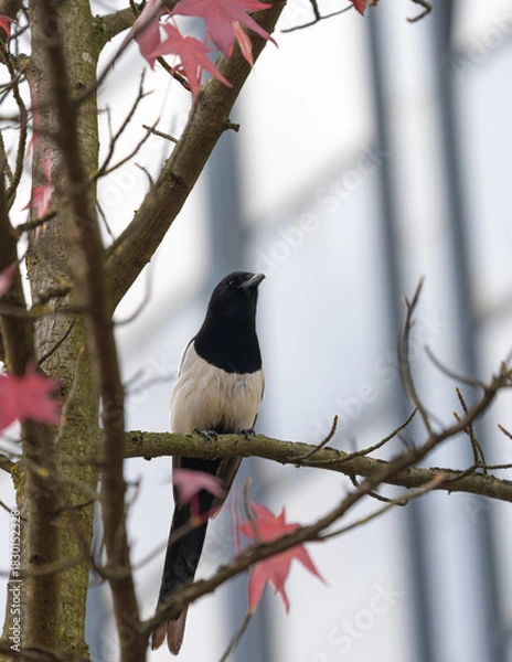 Fototapeta Dark Magpie in a Moody Autumn Setting. High quality photo