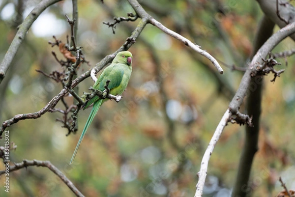 Fototapeta Ring Necked Parakeet in Tree with Autumn Colours in the Background . High quality photo