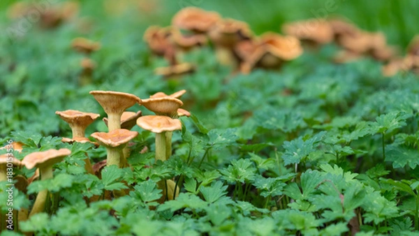 Fototapeta Mushrooms in a green Environment with empty Space. High quality photo