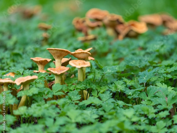 Fototapeta Mushrooms in a green Environment with empty Space. High quality photo