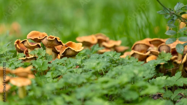 Fototapeta Mushrooms in a green Environment with empty Space. High quality photo