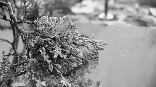 Obraz Textured Leaves in Black and White – Botanical Minimalist Design