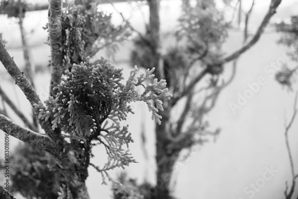 Obraz Textured Leaves in Black and White – Botanical Minimalist Design