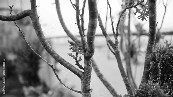 Obraz Textured Leaves in Black and White – Botanical Minimalist Design