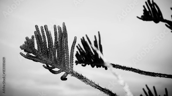 Obraz Textured Leaves in Black and White – Botanical Minimalist Design