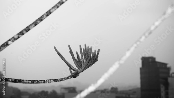 Obraz Textured Leaves in Black and White – Botanical Minimalist Design