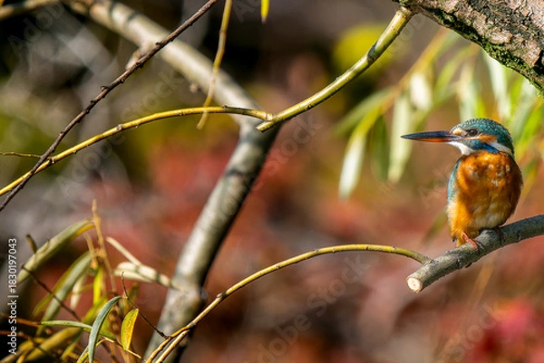 Obraz 枝にとまるカワセミ