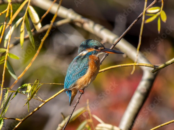 Obraz 枝にとまるカワセミ