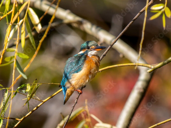Fototapeta 枝にとまるカワセミ