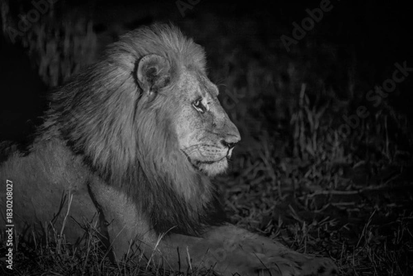 Fototapeta Profile of a Male lion