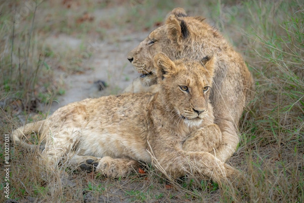 Fototapeta Lioness and cub at rest