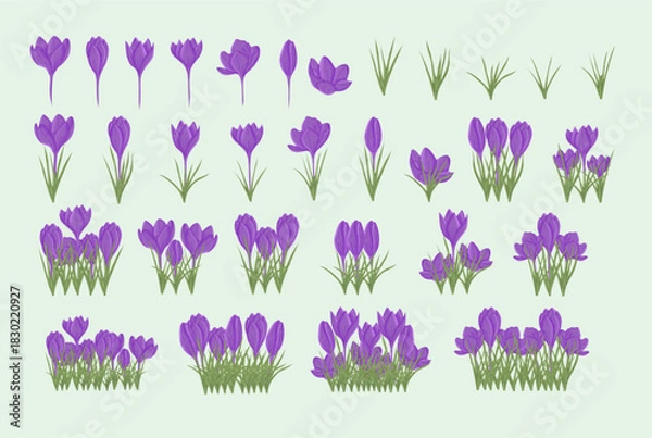 Obraz Purple Crocus Spring Flower and Grass Elements Collection