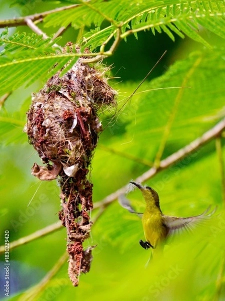 Fototapeta Female Ornate Sunbird in flight near its nest, carrying nesting material in its beak at Kaeng Krachan Thailand