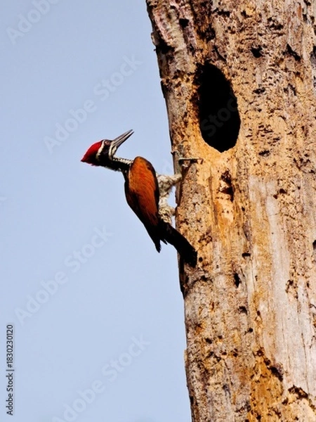Fototapeta Male Greater Flameback woodpecker clinging to a  tree trunk next to a nest hole, showcasing its distinctive red crest and black-and-red plumage at Kaeng Krachan NP Thailand