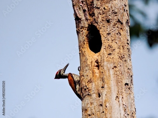 Fototapeta Male Greater Flameback woodpecker clinging to a dead tree trunk next to a nest hole at Kaeng Krachan NP Petchburi, Thailand