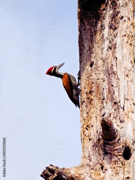 Fototapeta Male Greater Flameback woodpecker clinging to a dead tree trunk next to a nest hole at Kaeng Krachan NP Thailand