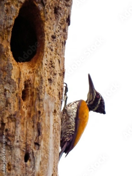 Fototapeta Female Greater Flameback woodpecker clinging to a tree trunk near a nest hole at Kaeng Krachan NP. Thailand
