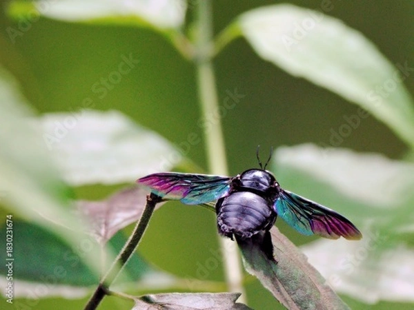Fototapeta Close-up of a Colorful Carpenter Bee resting on a green leaf, showcasing its glossy black body and iridescent wings with purple-pink highlights at Kaeng Krachan NP, Thailand