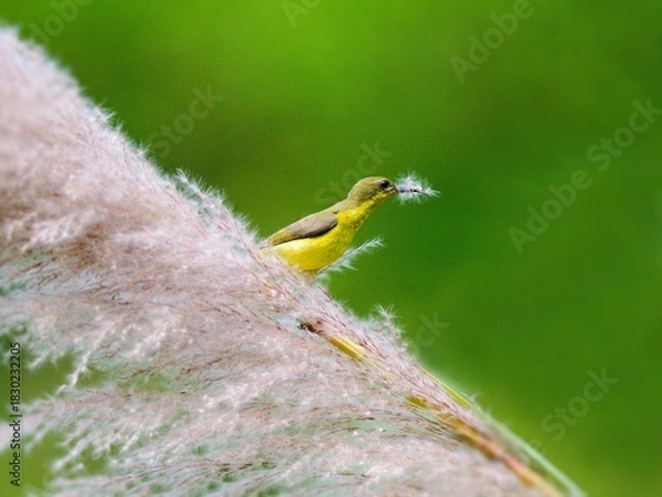 Fototapeta Ornate or Olive-backed sunbird perched on a fluffy plume of grass, holding nesting material at Kaeng Krachan Thailand