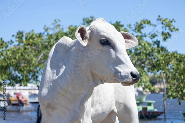 Fototapeta White cow with black spots standing by river water edge on sunny day,
