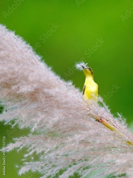Fototapeta Ornate or Olive-backed sunbird perched on a large, fluffy plume of grass, holding white nesting material, with a vivid green background at Kaeng Krachan Thailand