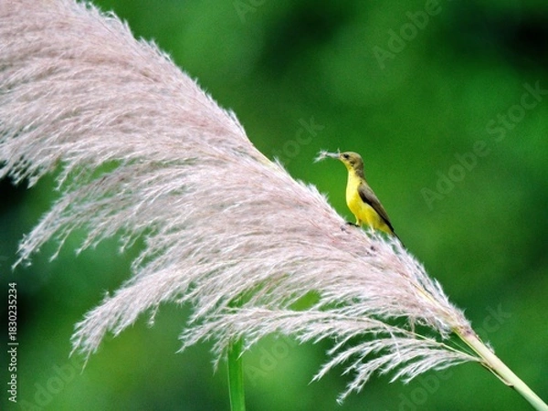 Fototapeta Olive-backed or Ornate Sunbird perched at tall grass, holding nesting material in its beak, set against a green backdrop at Kaeng Krachan Thailand