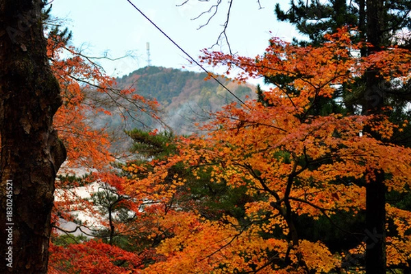 Obraz テレビ塔と紅葉