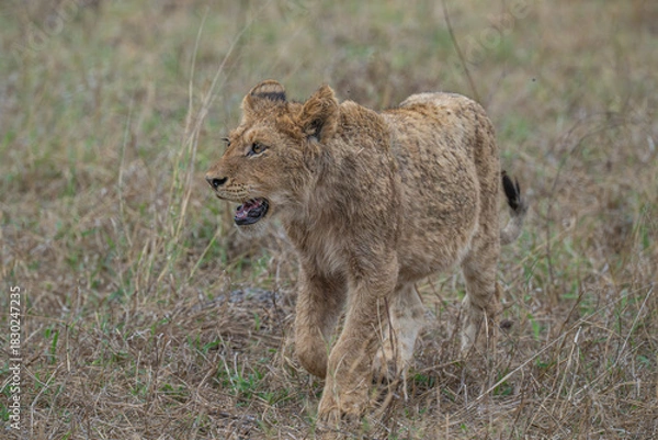 Fototapeta Determined lion cub on the move