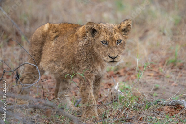 Fototapeta Fearless lion cub portrait