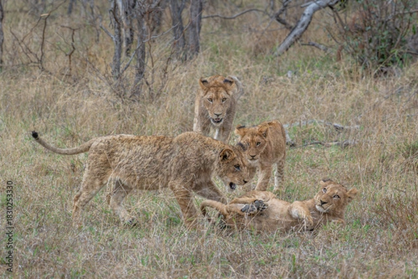 Obraz Lion Cubs at play