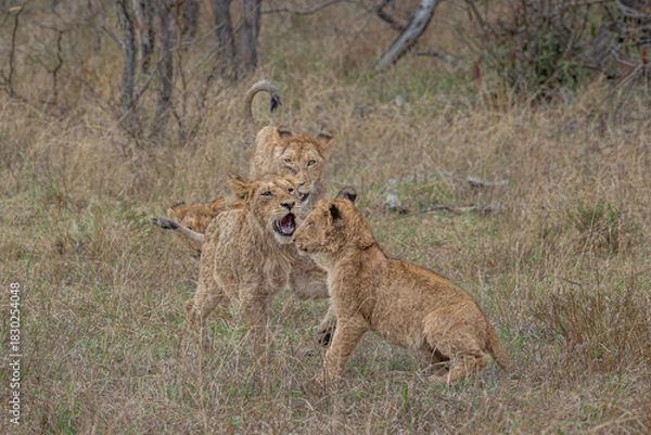 Obraz Lion Cubs at play
